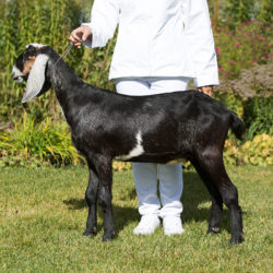 Диана, англо-нубийская коза