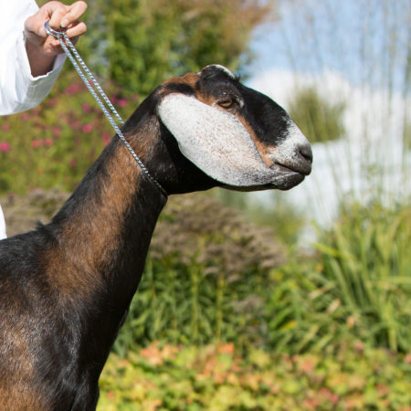 Ирен, англо-нубийская коза