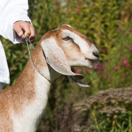 Ювента, англо-нубийская коза
