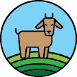 Англо-нубийские козлята на продажу